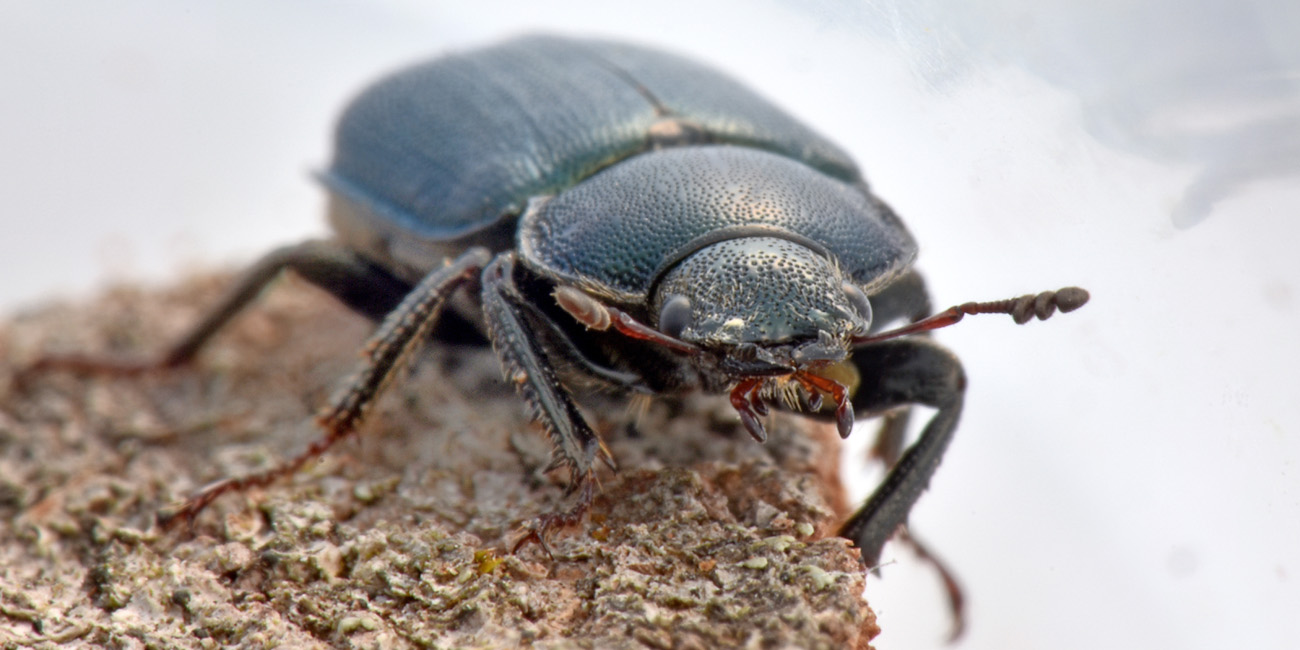 Lucanidae: Platycerus caraboides, femmina